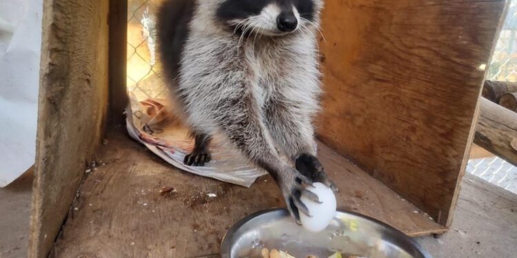 Más de 130 animales viven en el Parque Morelos