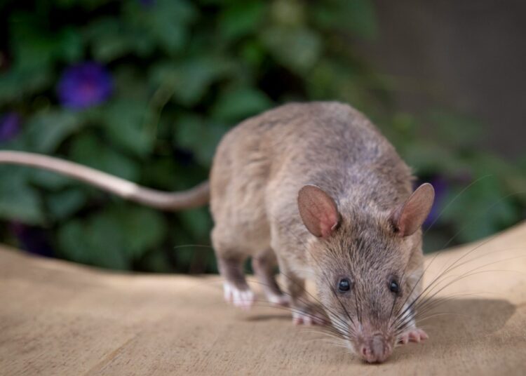 RATAS AFRICANAS GIGANTES 