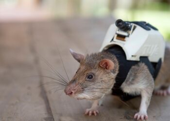 RATAS AFRICANAS GIGANTES