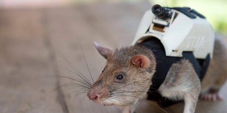 RATAS AFRICANAS GIGANTES