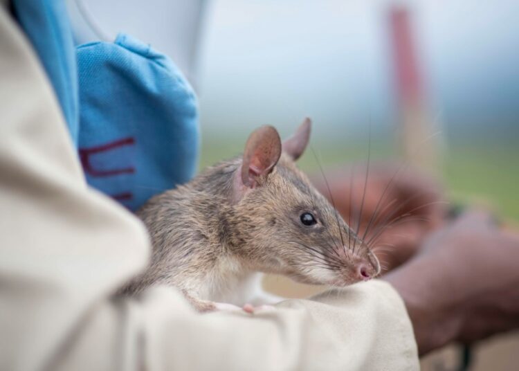 ratas africanas