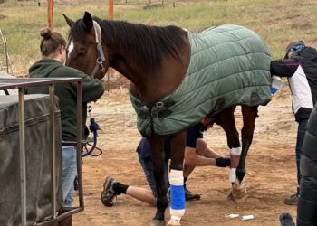 Rescatan caballo en Jamul