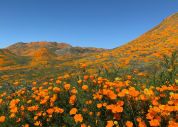 superfloración de flores