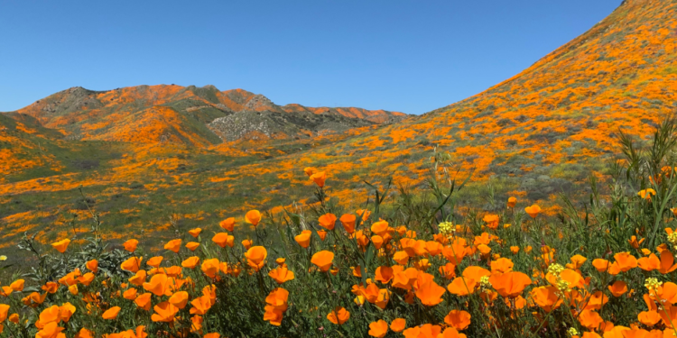 superfloración de flores