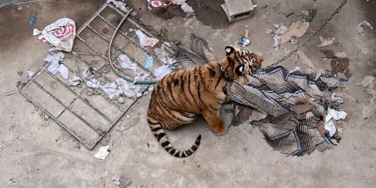 Rescatan a tigre abandonado en Tijuana