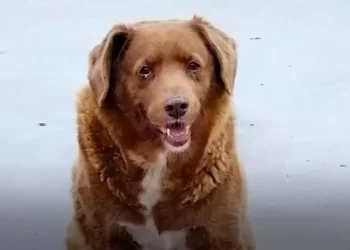 Bobbi el perro más viejo del mundo