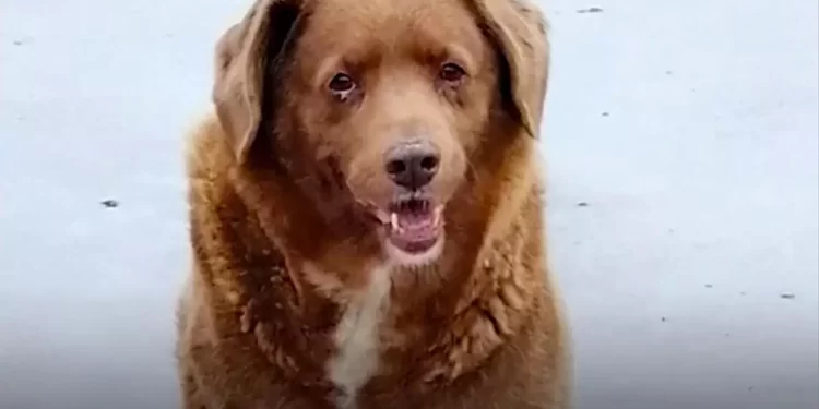 Bobbi el perro más viejo del mundo