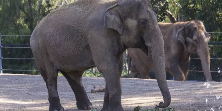 Elefante Mary