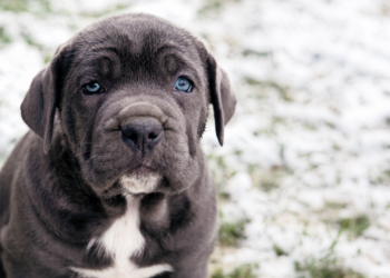 Cane Corso