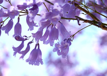 Jacarandas