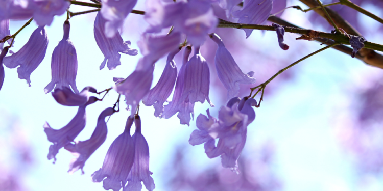 Jacarandas