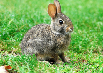 Conejo ribereño