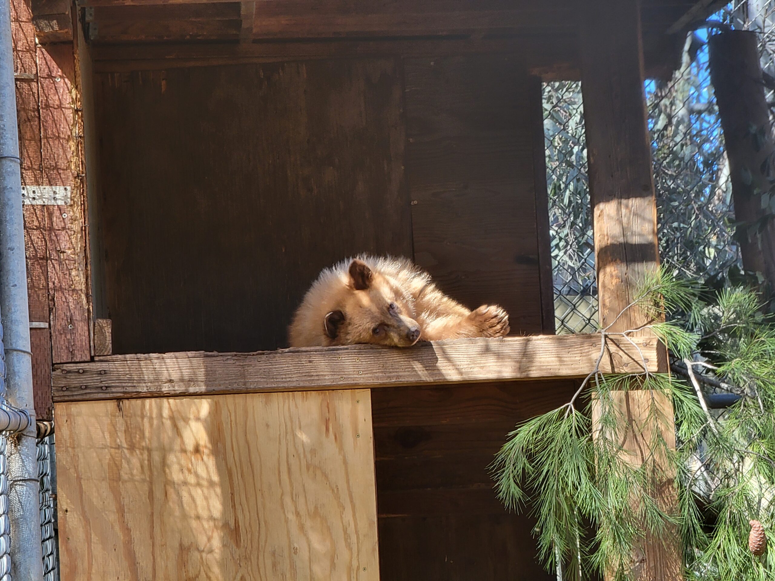 ¡Dos osos huérfanos están de vuelta en la naturaleza!