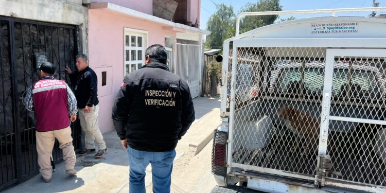Así puedes denunciar la crueldad animal en Tijuana