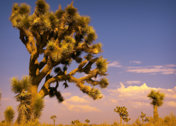 Joshua Tree