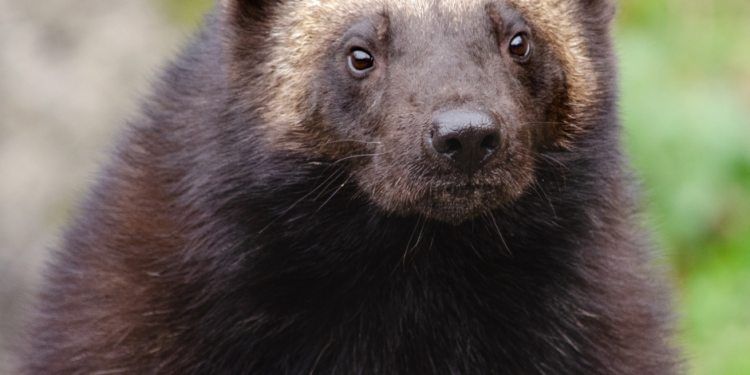 Tercer avistamiento de un glotón registrado en California en los últimos 100 años