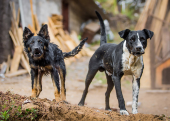 San Diego entre las ciudades con más ataques de perros 