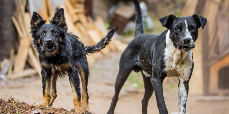 San Diego entre las ciudades con más ataques de perros 