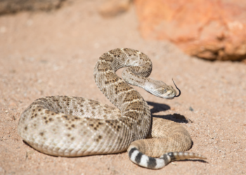 Comienza la temporada de víboras de cascabel en la región
