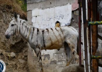 Burro-cebra
