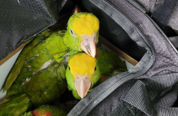 Loros contrabando