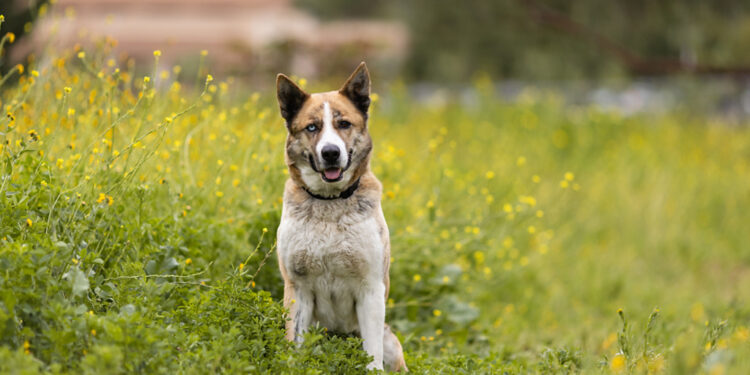 San Diego Humane Society perro