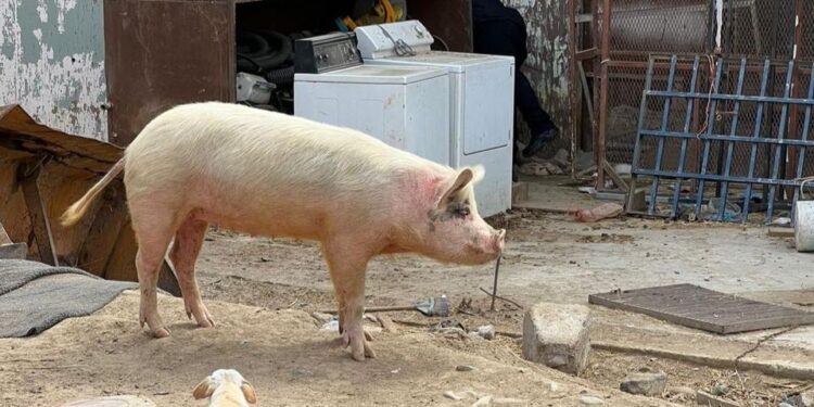 Muere burrito abandonado en Tijuana, cerdito y perritos rescatados