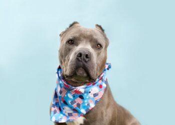 Evita que tus mascotas se pierdan, chip gratis para el 4 de julio