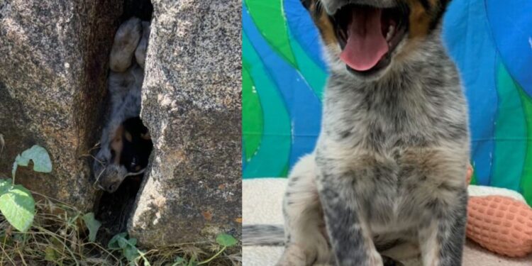 Rescatan a perrito entre las rocas en San Deigo