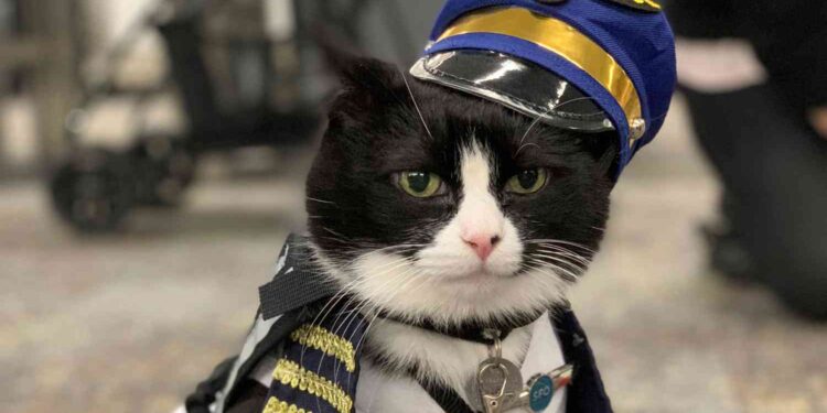 Duke el gato terapeuta