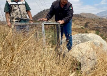 Rescatan y liberan a mapache en Tijuana