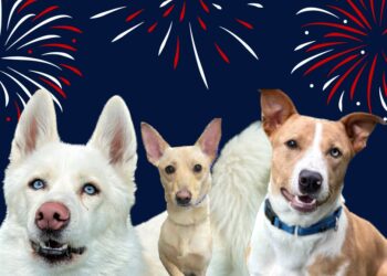 Consejos para evitar que tu perro sufra por pirotecnia