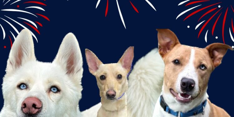 Consejos para evitar que tu perro sufra por pirotecnia