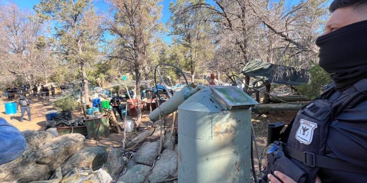 Localizan plantío de marihuana en La Rumorosa