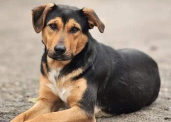 Piden justicia por Scooby