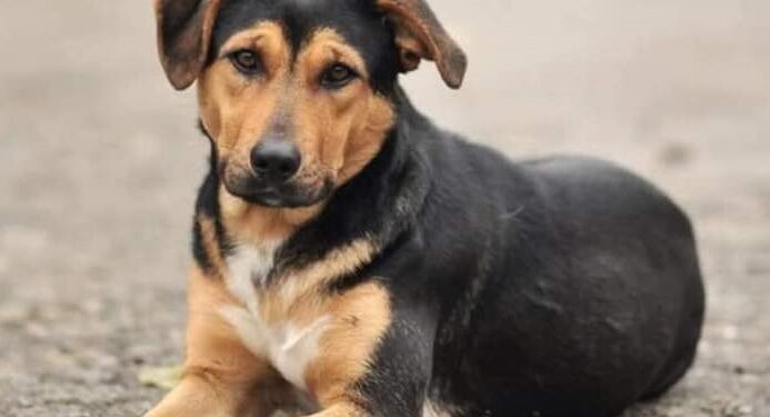 Piden justicia por Scooby