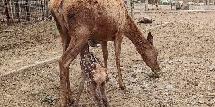 Nacimiento de venados en el Parque Morelos de Tijuana