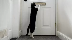 gato zebby