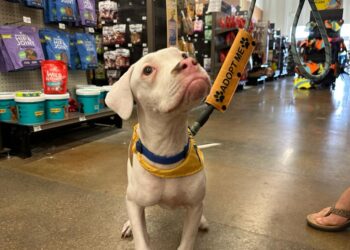 Evento especial de adopción para perritos de raza “bully”
