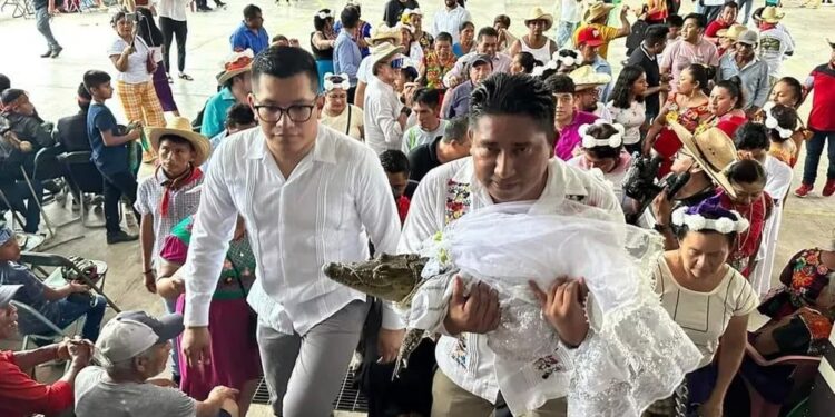 Alcalde de oaxaca se casa con caimán