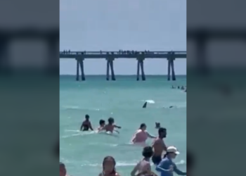 Tiburón en Florida