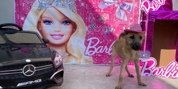 Perritos rescatados de Tijuana tienen sesión de fotos de Barbie