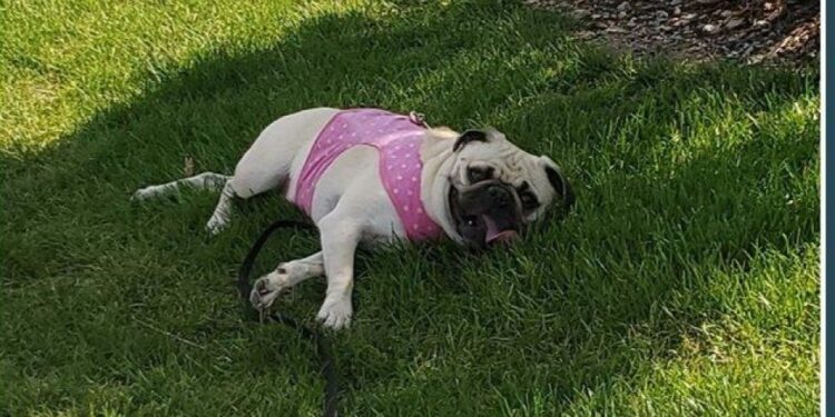 Medidas contra el calor de mascotas en Tijuana