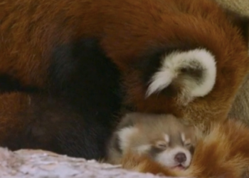 Panda rojo de especie en peligro nace en zoológico de San Diego