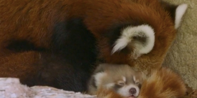 Panda rojo de especie en peligro nace en zoológico de San Diego