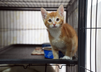 Gatitos vuelan a Oregon para aliviar superpoblación en refugios de San Diego