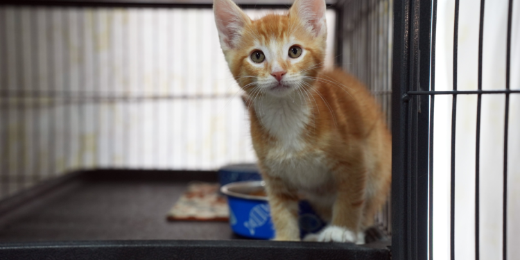 Gatitos vuelan a Oregon para aliviar superpoblación en refugios de San Diego