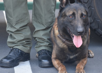 Aumenta el uso de agentes caninos en arrestos de Policía de San Diego