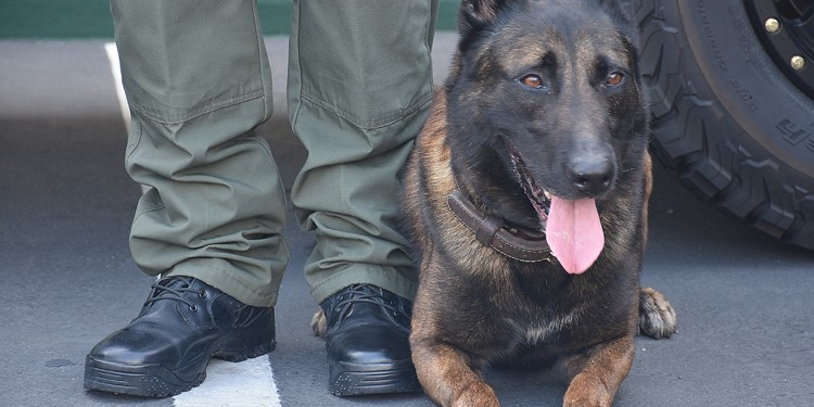 Aumenta el uso de agentes caninos en arrestos de Policía de San Diego