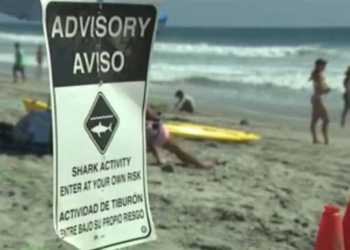 Anuncian aviso de tiburón en playa de Carlsbad tras avistamiento